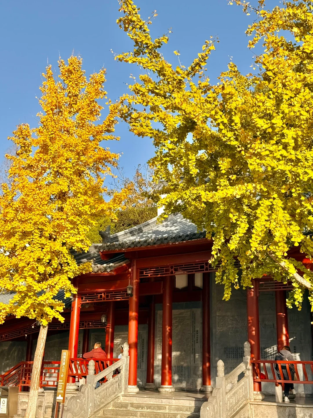 啊啊快去拍❗️武汉这片银杏太美了 11.28实拍