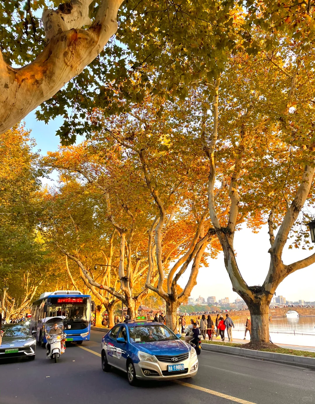 live 图｜美到封神！杭州赏秋一日游精华攻略！