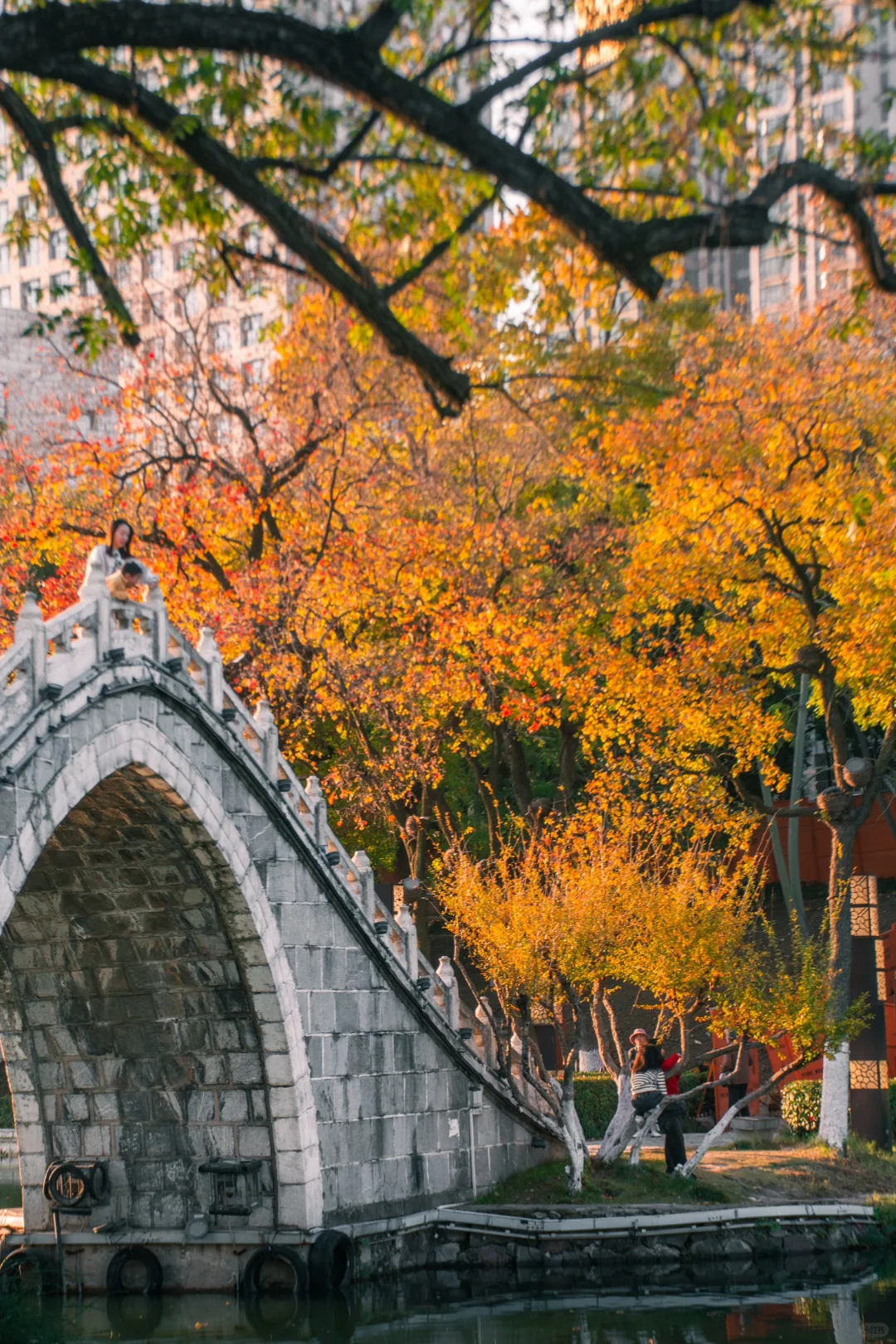 包公园｜合肥赏秋少不了的公园🍂