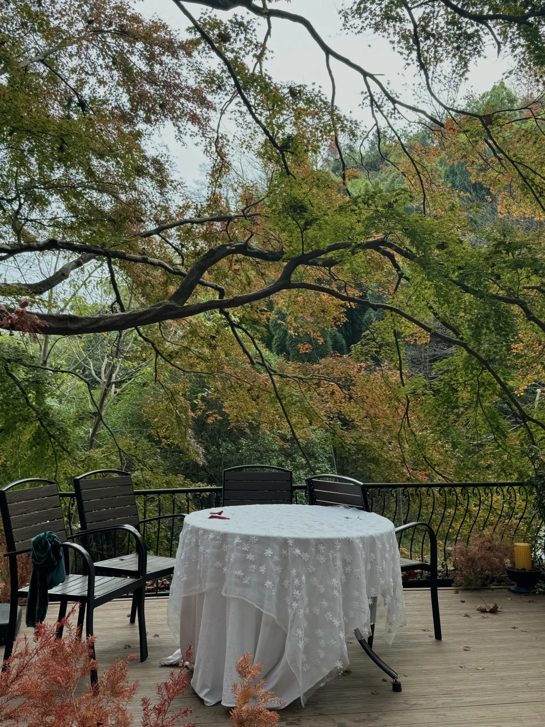 11.24实况!莫干山的秋天美疯了!(详细攻略)