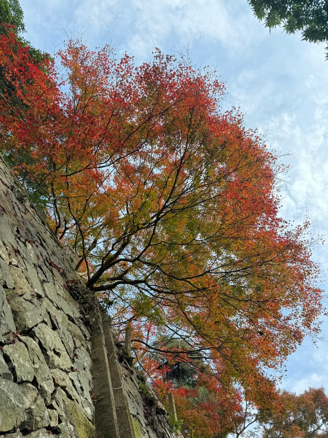11.24实况!莫干山的秋天美疯了!(详细攻略)