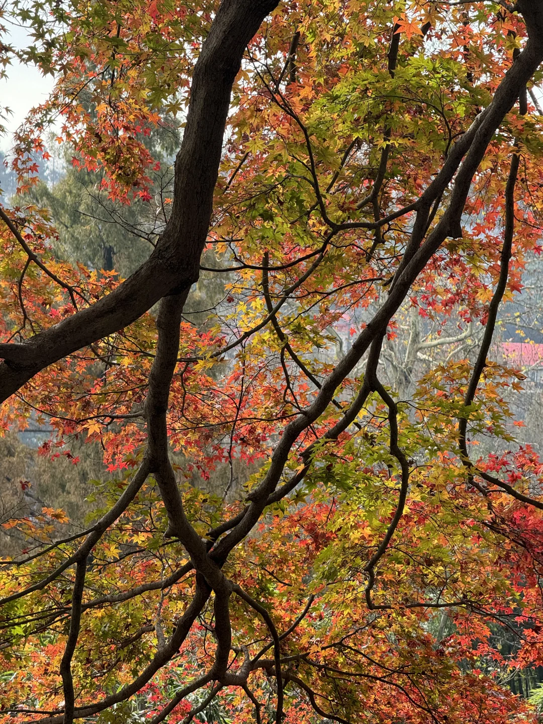 11.24实况!莫干山的秋天美疯了!(详细攻略)