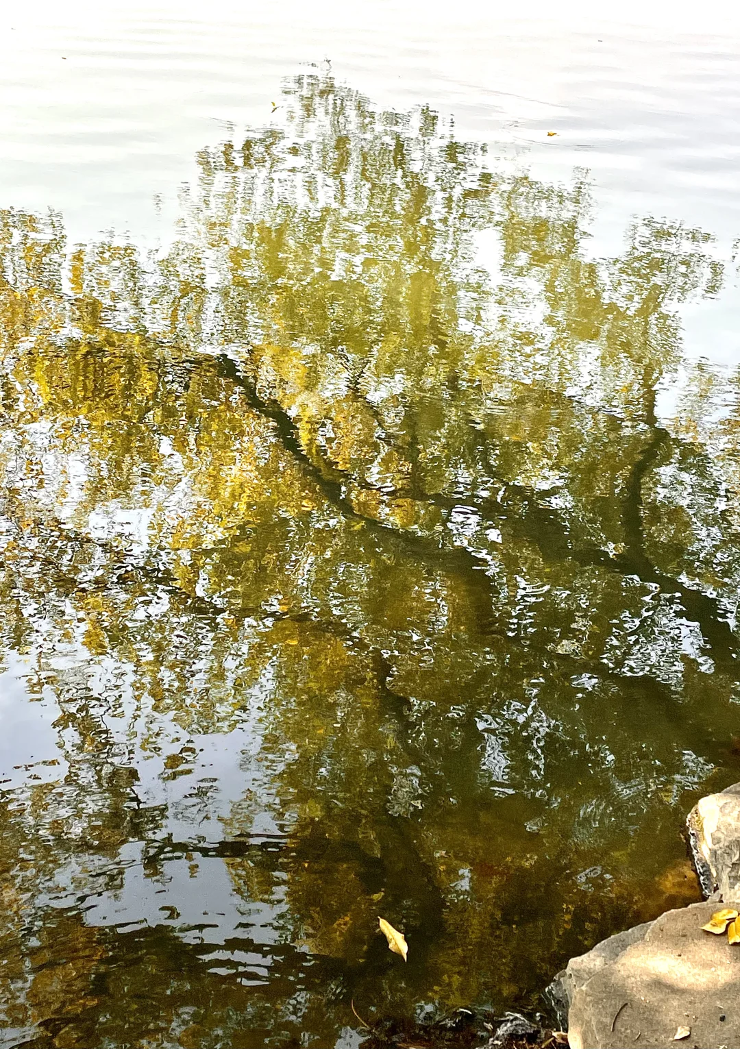 live 图｜美到封神！杭州赏秋一日游精华攻略！