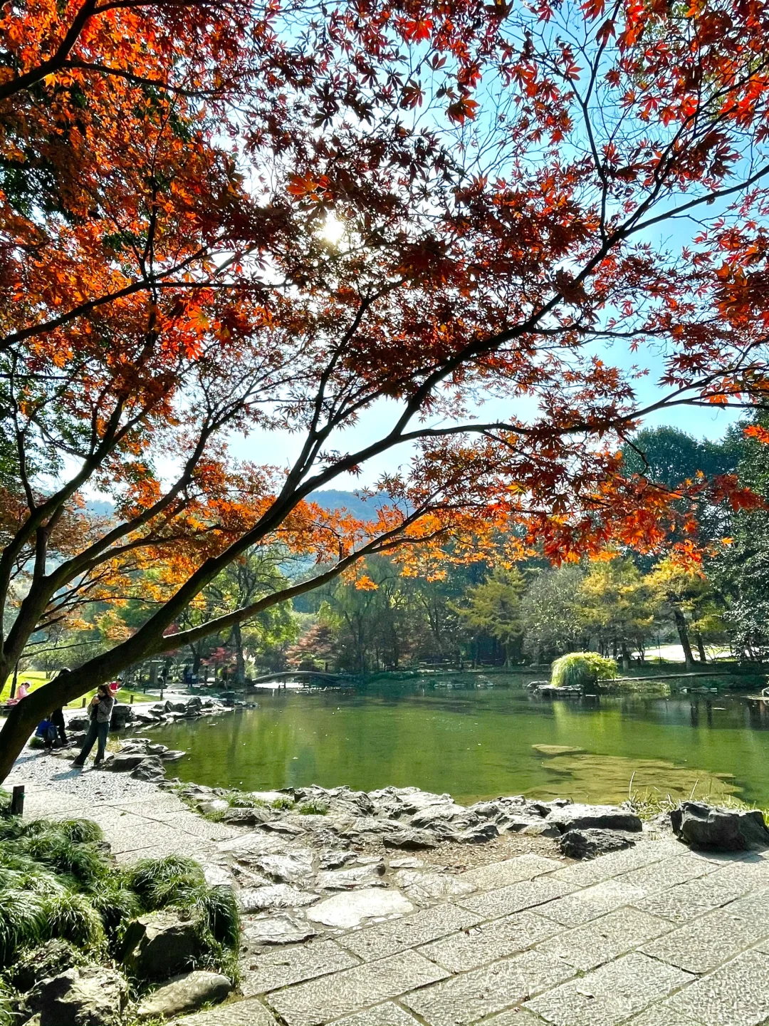 live 图｜美到封神！杭州赏秋一日游精华攻略！