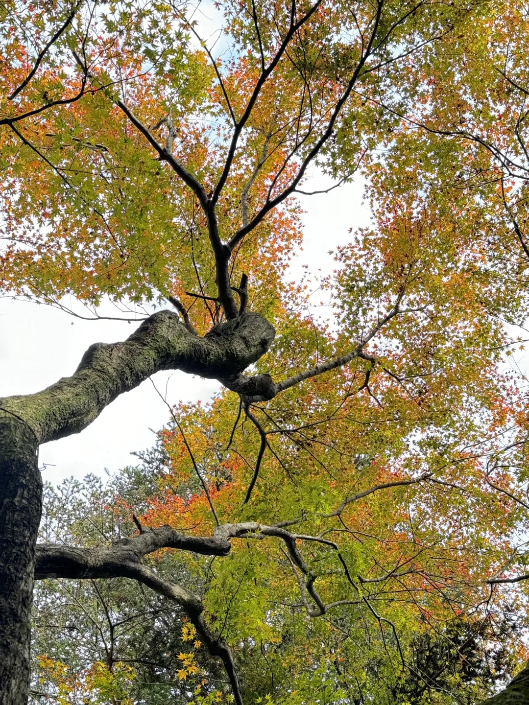 11.24实况!莫干山的秋天美疯了!(详细攻略)