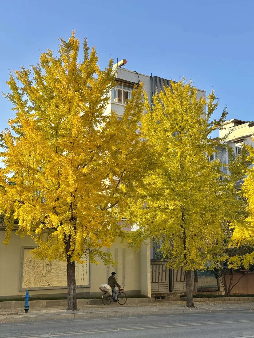 啊啊快去拍❗️武汉这片银杏太美了 11.28实拍