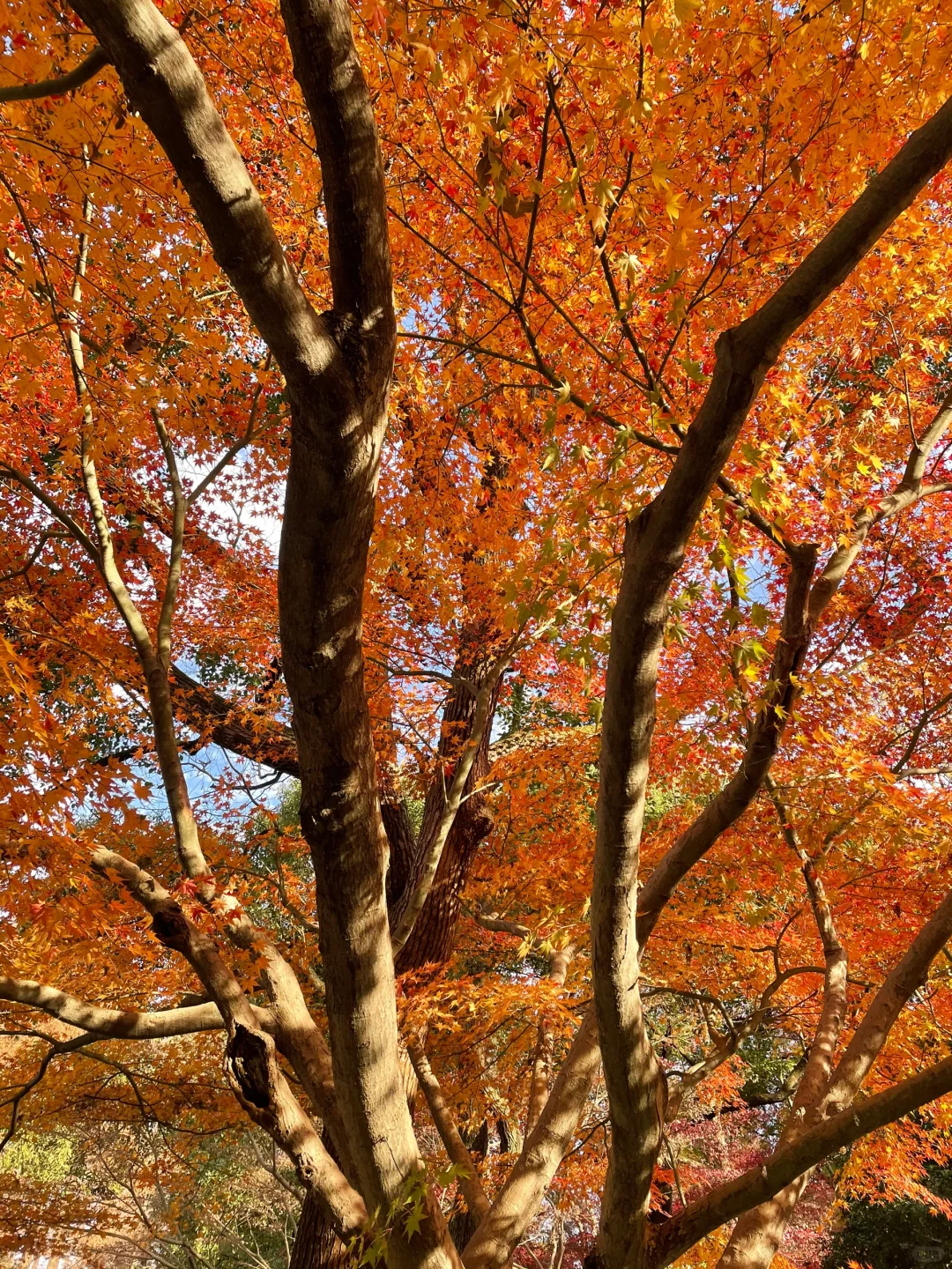 live 图｜美到封神！杭州赏秋一日游精华攻略！