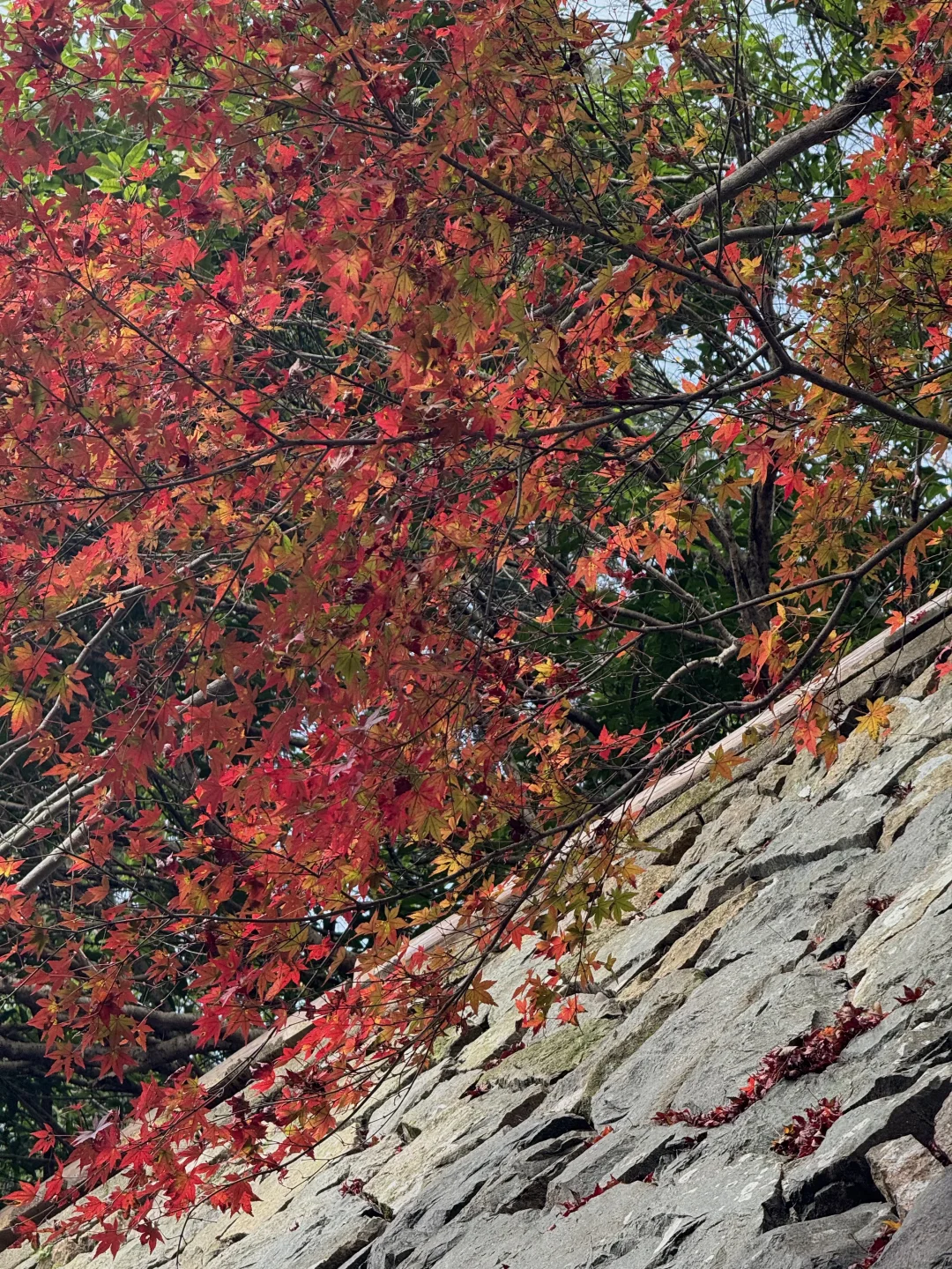 11.24实况!莫干山的秋天美疯了!(详细攻略)