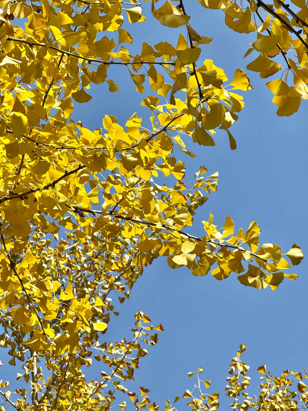 啊啊快去拍❗️武汉这片银杏太美了 11.28实拍