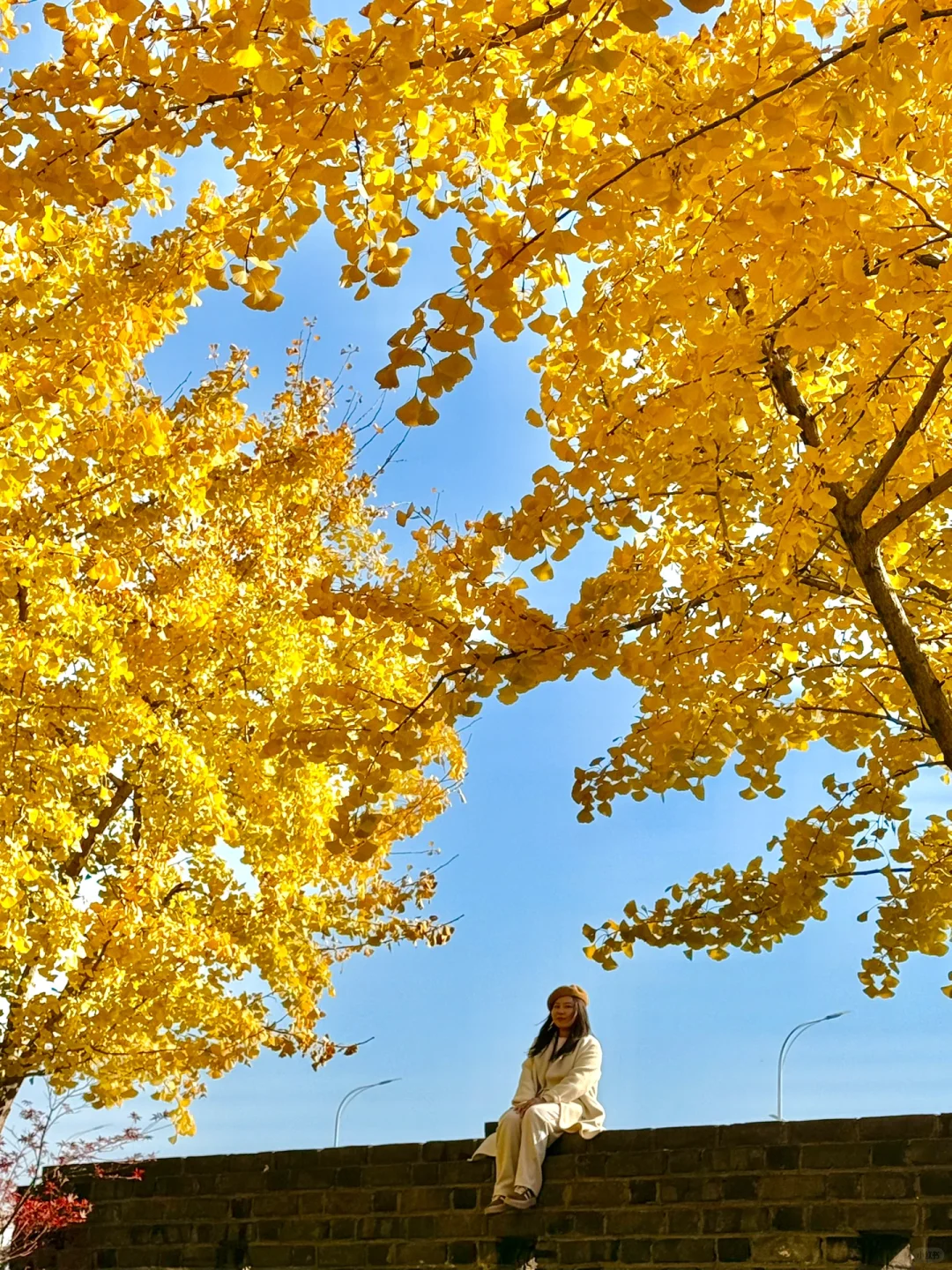 啊啊快去拍❗️武汉这片银杏太美了 11.28实拍