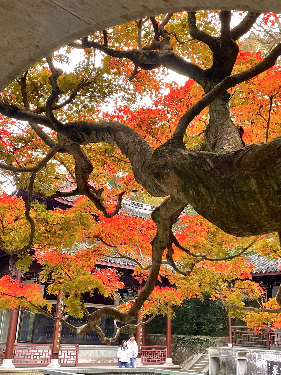 live 图｜美到封神！杭州赏秋一日游精华攻略！