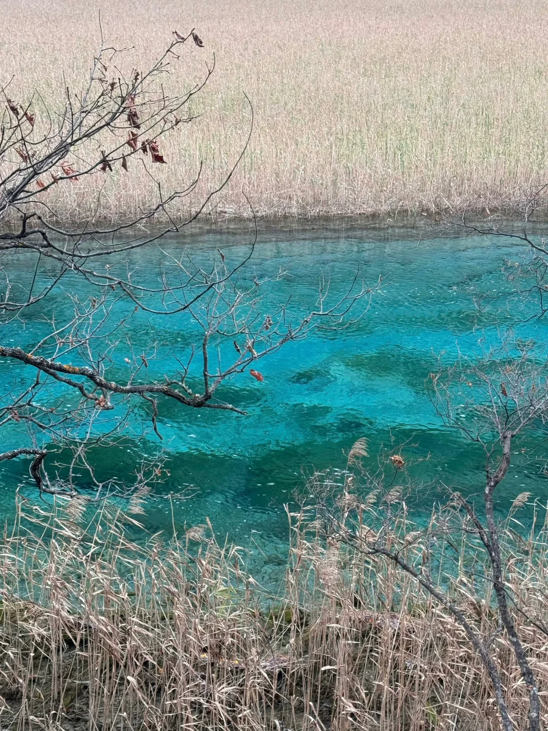 12.1📍九寨沟豪赌成功，真的劝退不了一点😅…