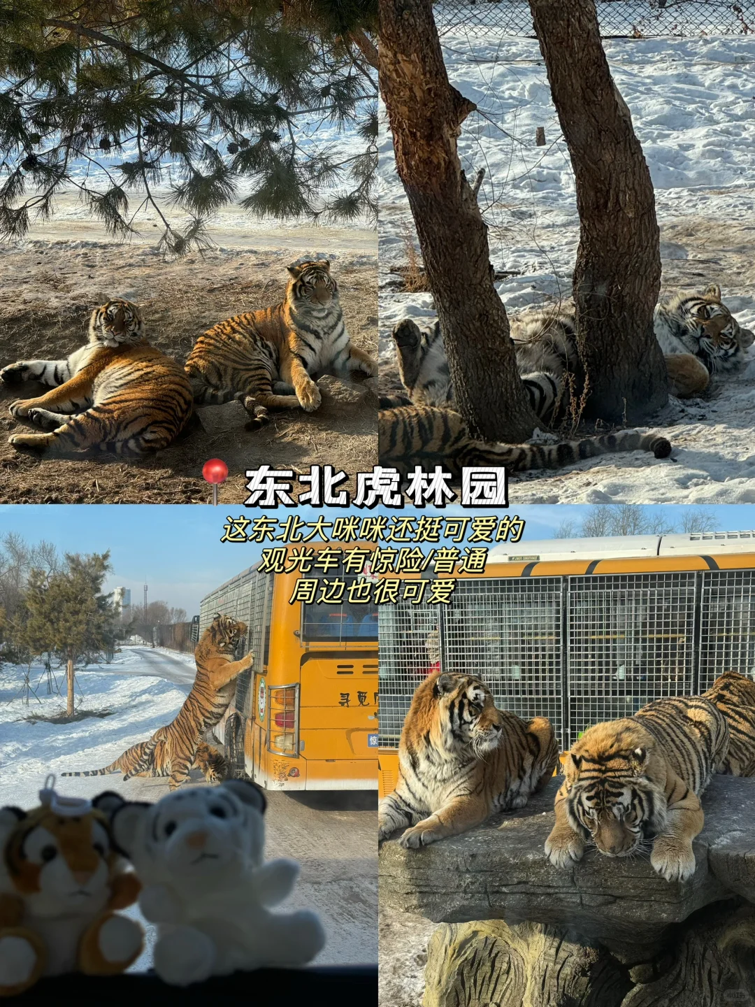 东北六天五夜|南方小土豆人均3k💰攻略