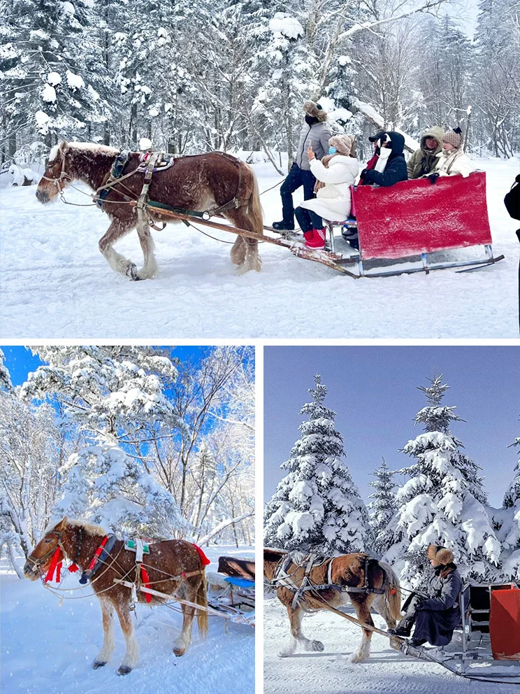 东北旅游攻略|哈尔滨+亚布力+雪乡⛄️