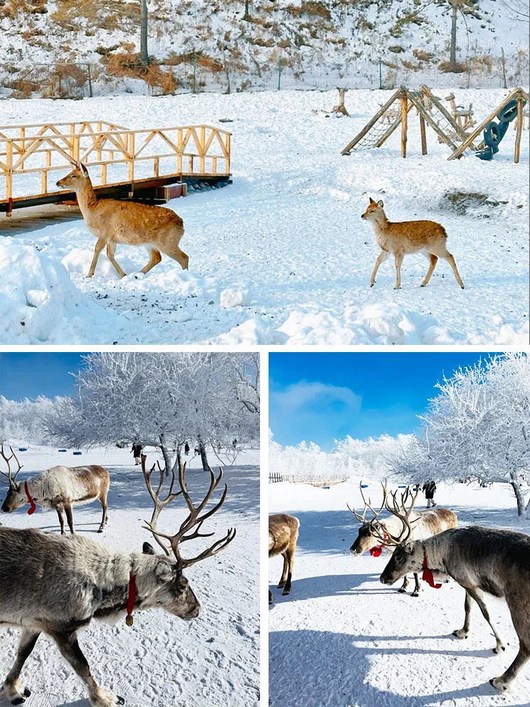 东北旅游攻略|哈尔滨+亚布力+雪乡⛄️