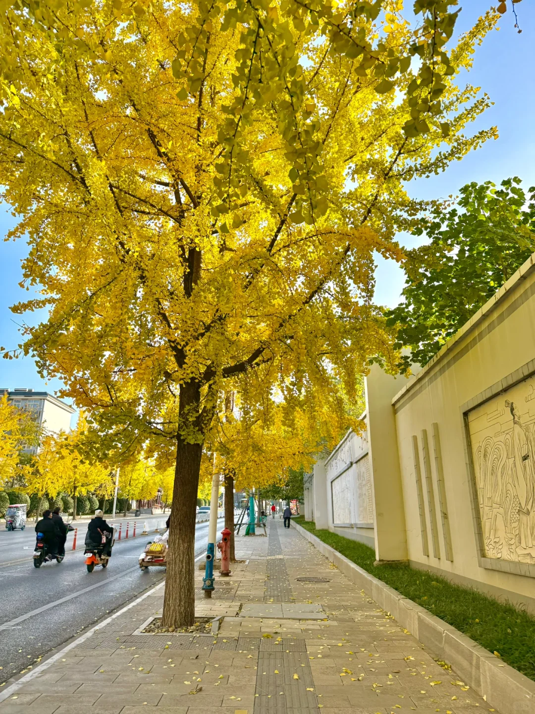 啊啊快去拍❗️武汉这片银杏太美了 11.28实拍