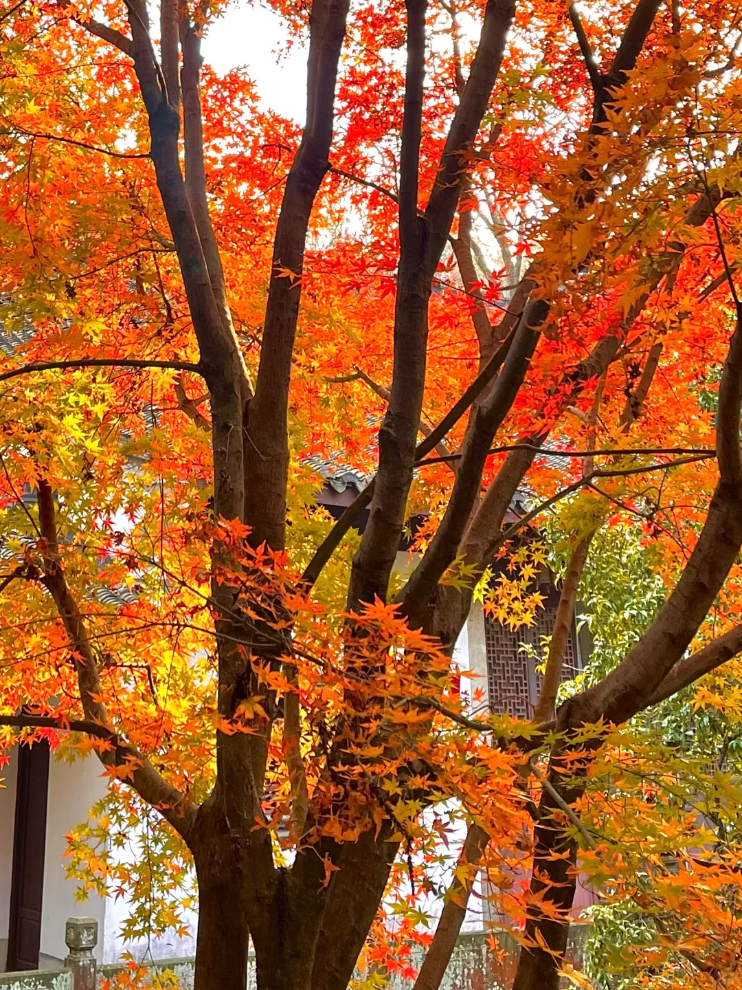live 图｜美到封神！杭州赏秋一日游精华攻略！