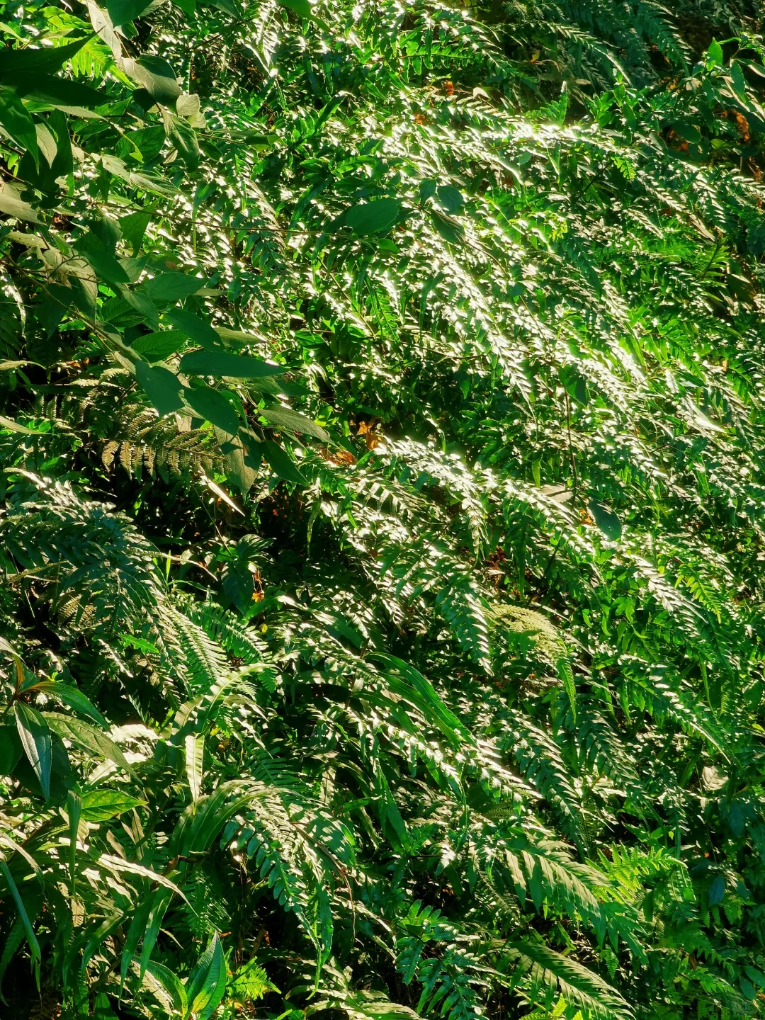 16公里轻松徒步：淘金山-翠湖公园-求水山～