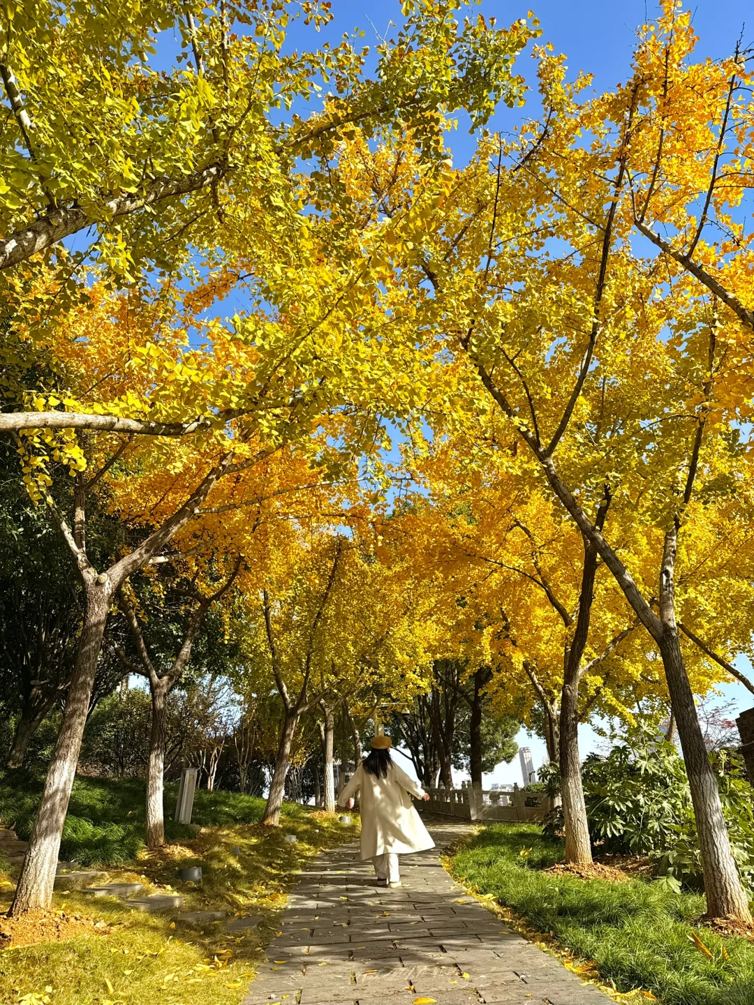啊啊快去拍❗️武汉这片银杏太美了 11.28实拍