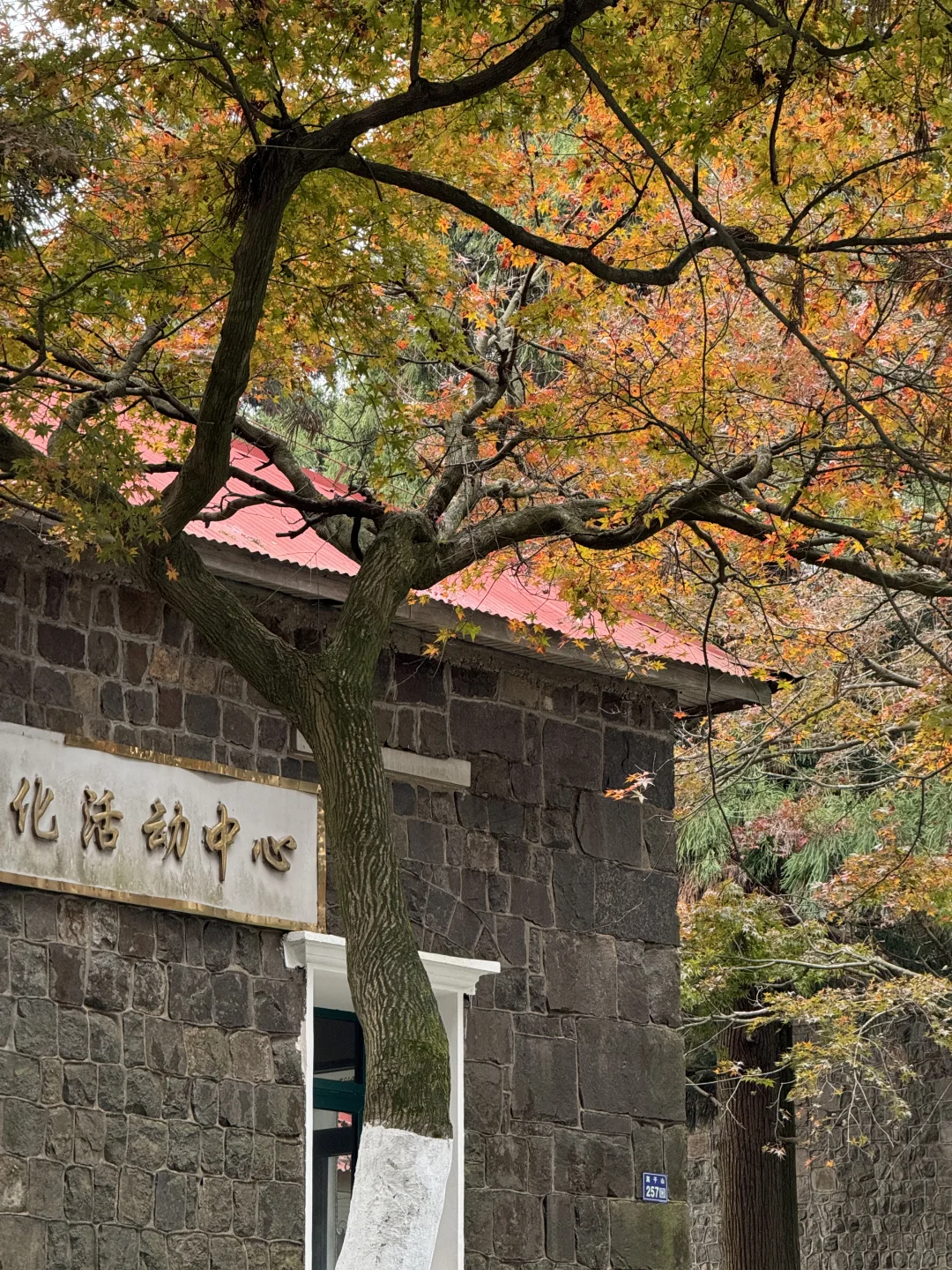 11.24实况!莫干山的秋天美疯了!(详细攻略)