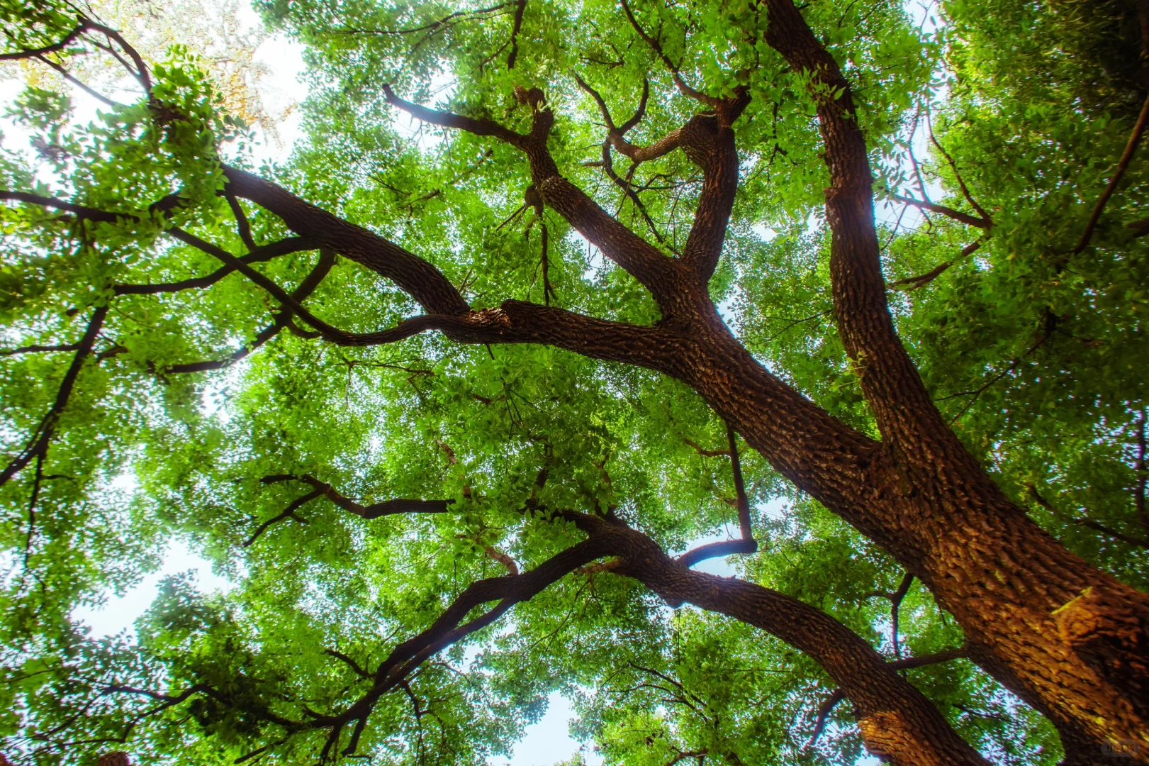 包公园｜合肥赏秋少不了的公园🍂