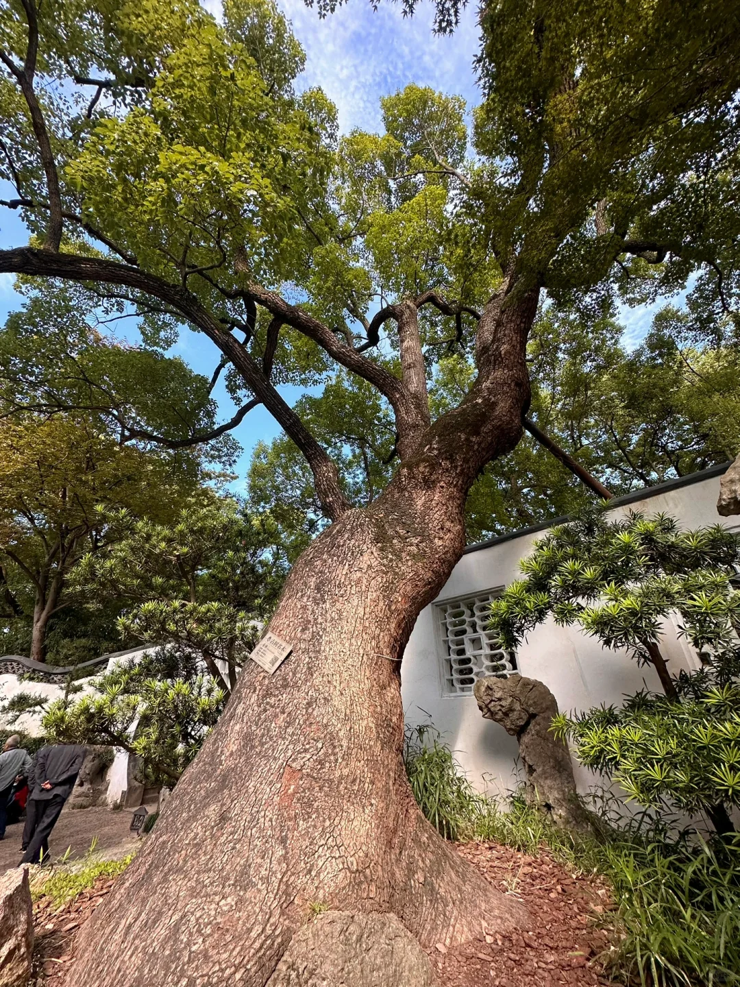 无锡一日游 ｜惠山古镇➕鼋头渚 （自驾🚗）