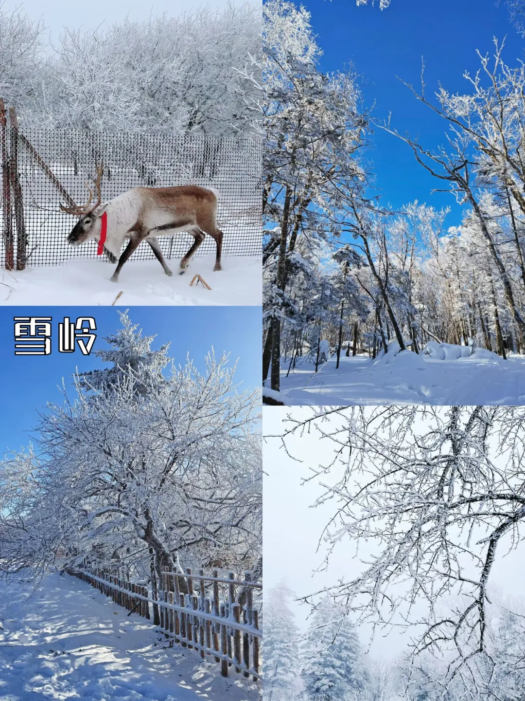 长白山延吉4天3晚旅行看这篇就够啦‼️