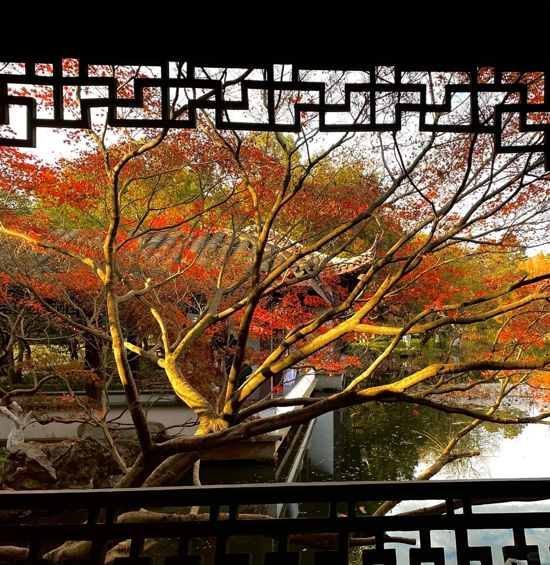 live 图｜美到封神！杭州赏秋一日游精华攻略！