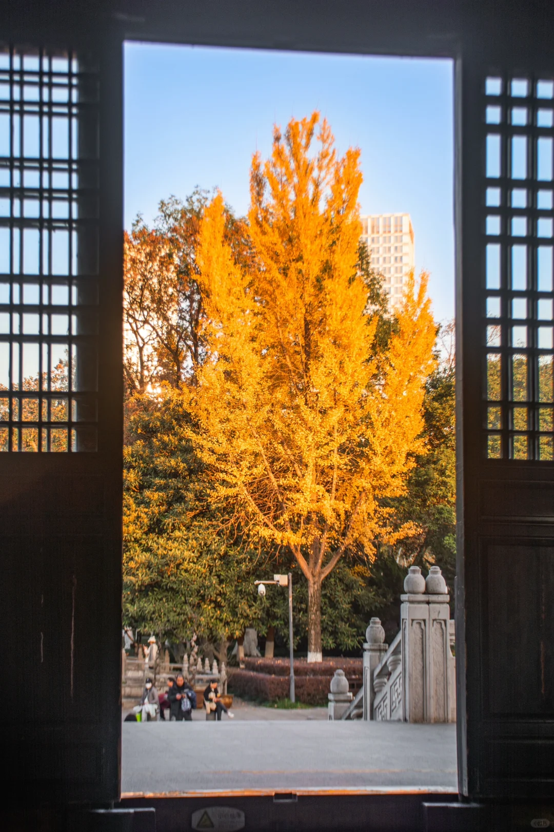 包公园｜合肥赏秋少不了的公园🍂