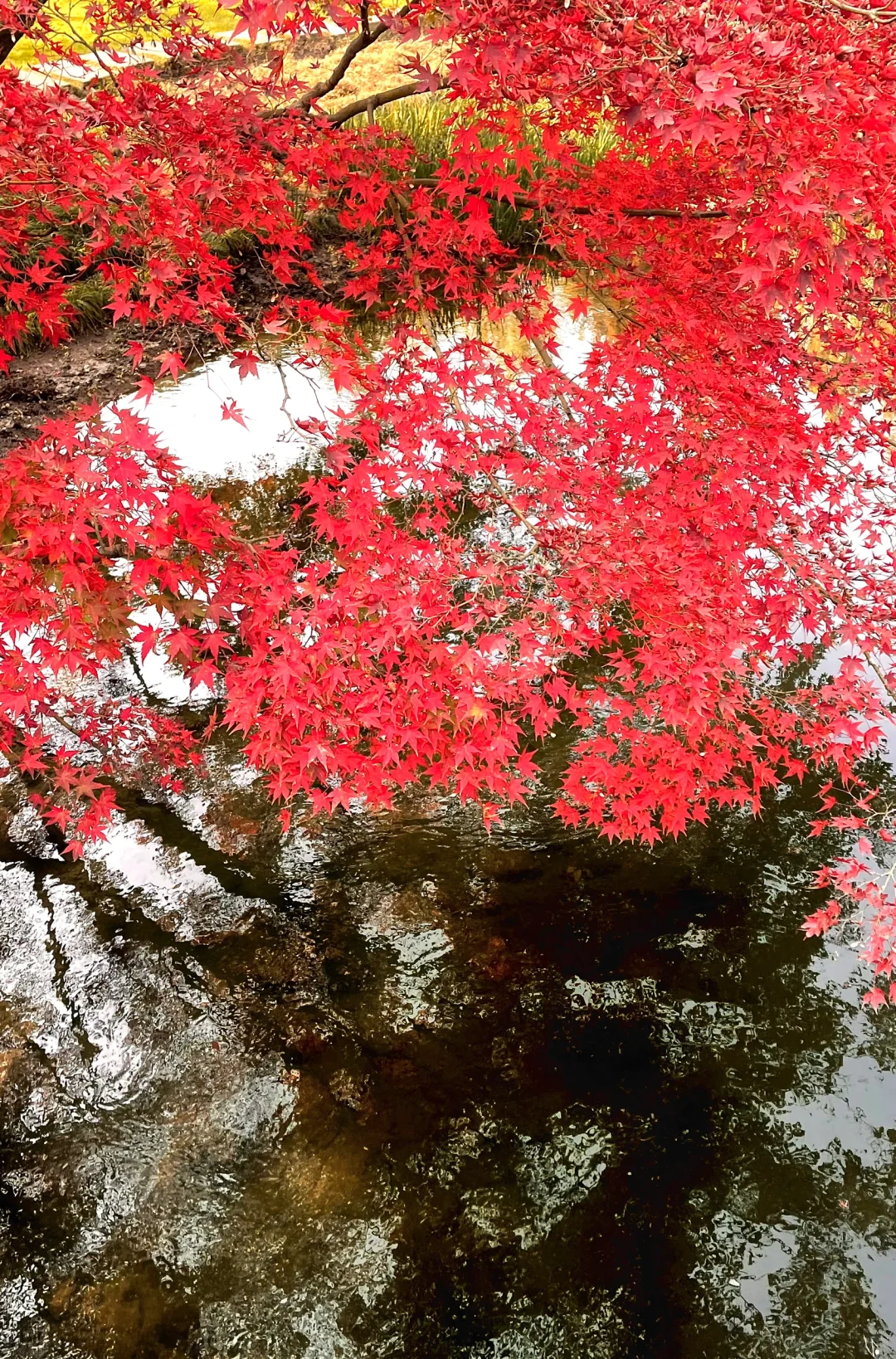 live 图｜美到封神！杭州赏秋一日游精华攻略！