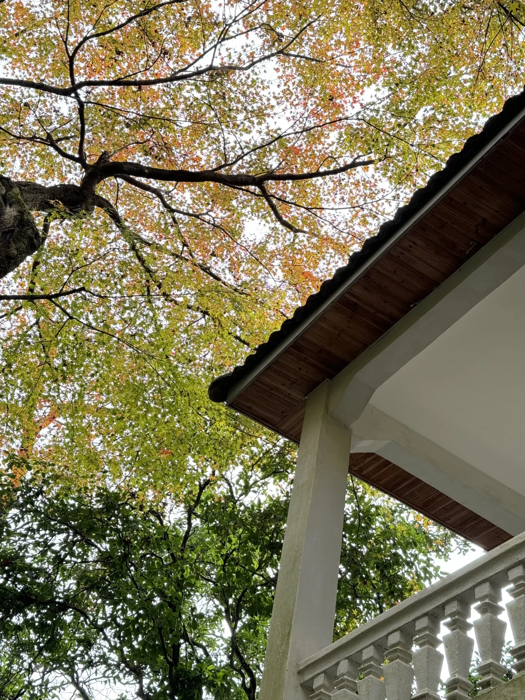 11.24实况!莫干山的秋天美疯了!(详细攻略)