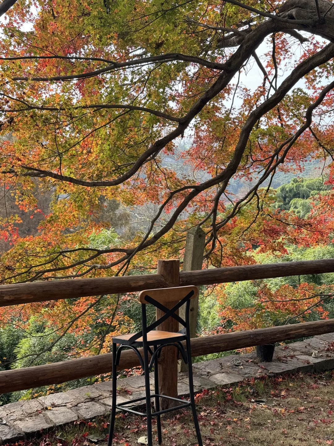 11.24实况!莫干山的秋天美疯了!(详细攻略)