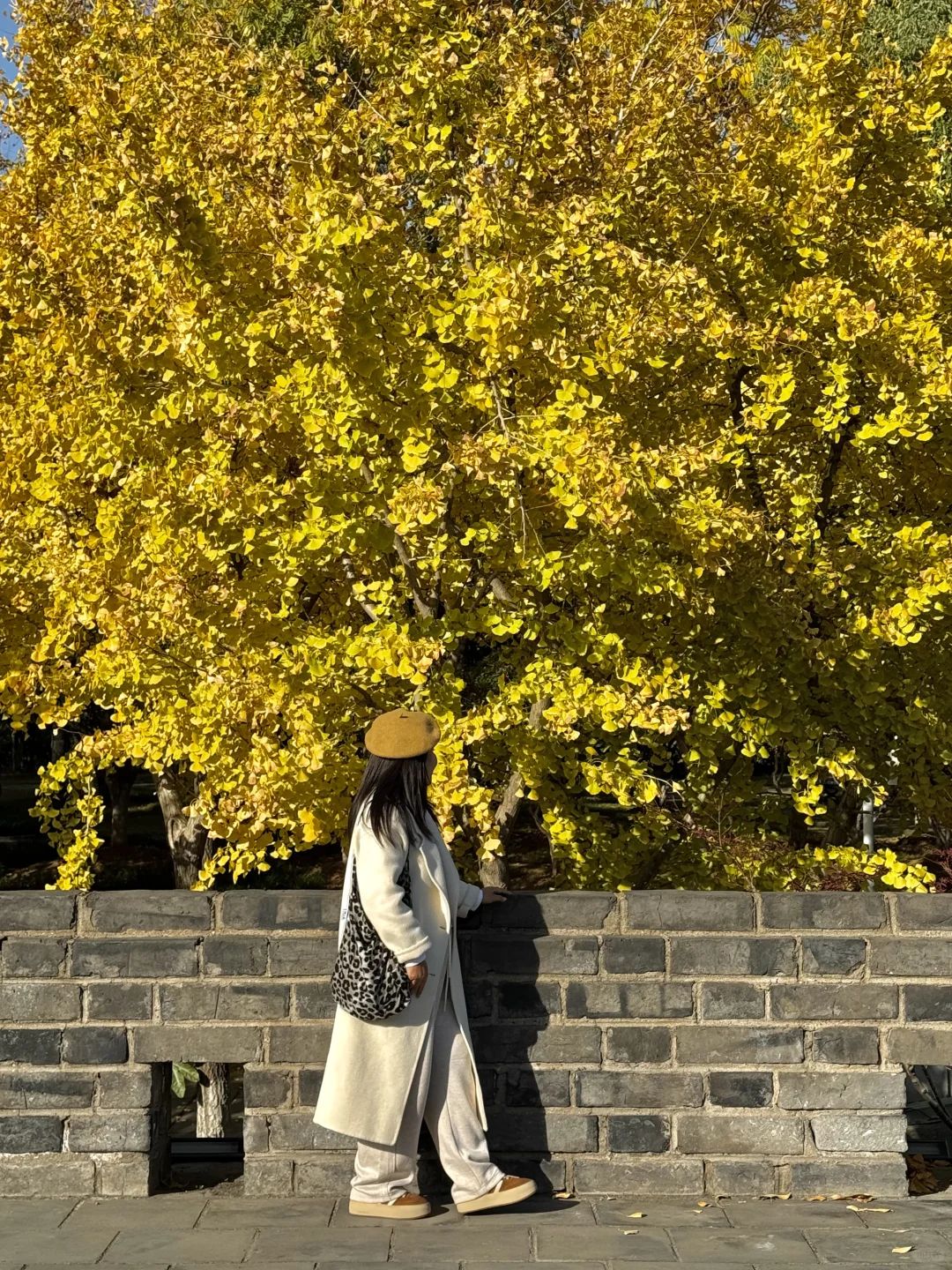 啊啊快去拍❗️武汉这片银杏太美了 11.28实拍