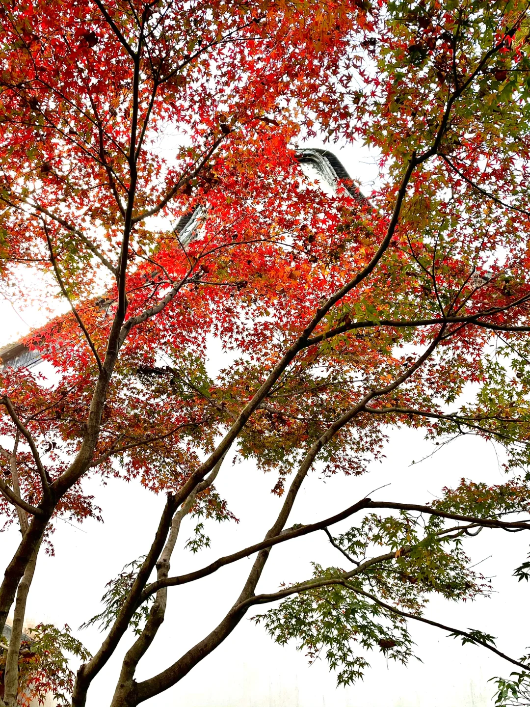 live 图｜美到封神！杭州赏秋一日游精华攻略！