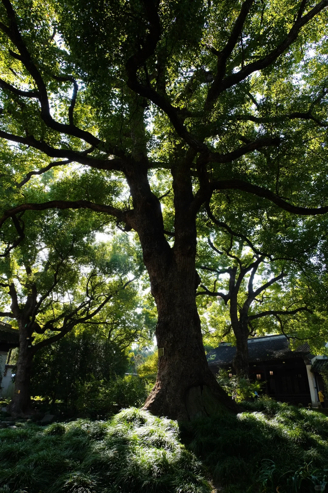 无锡一日游 ｜惠山古镇➕鼋头渚 （自驾🚗）