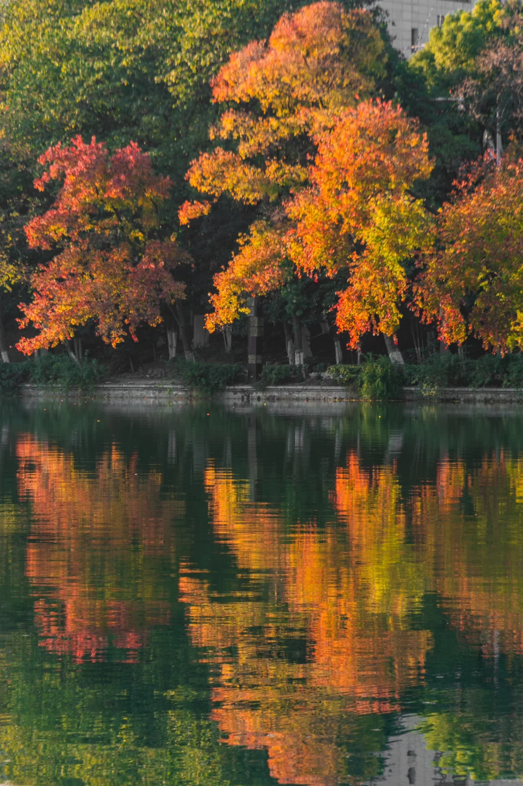 包公园｜合肥赏秋少不了的公园🍂