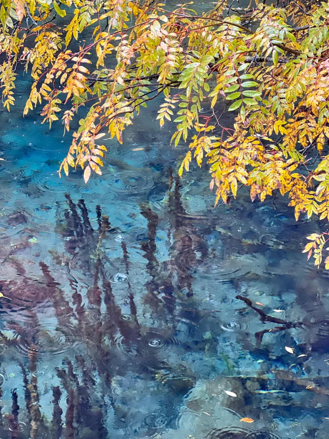 一日玩遍九寨沟，这样走就行啦