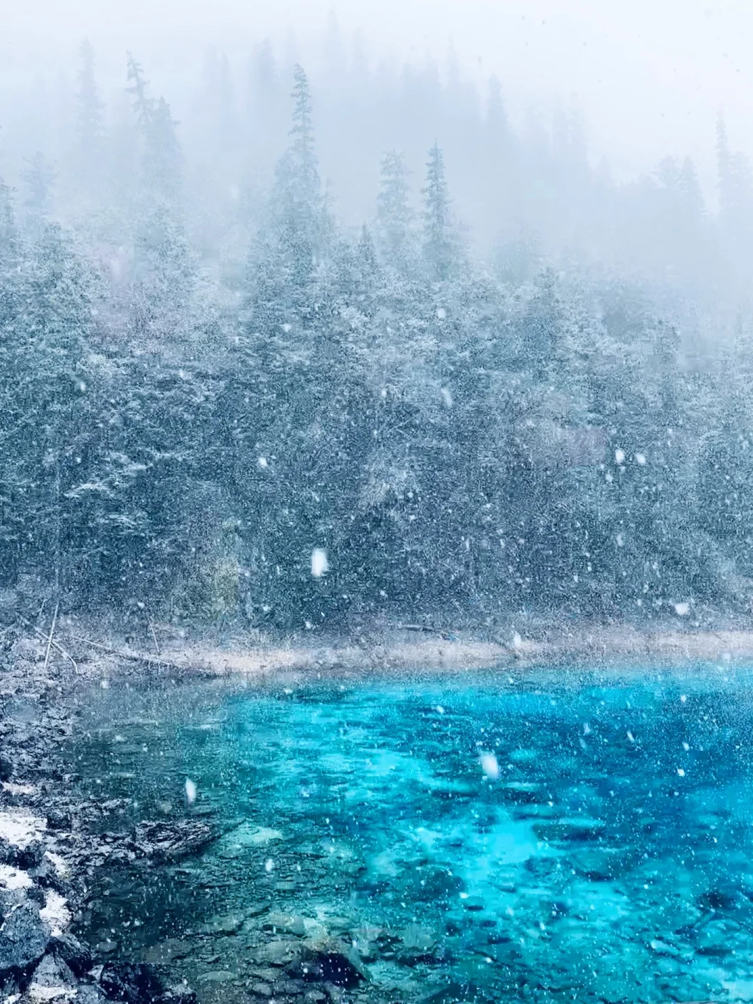 11.19九寨沟live图直出‼️邂逅了一场大雪❄️