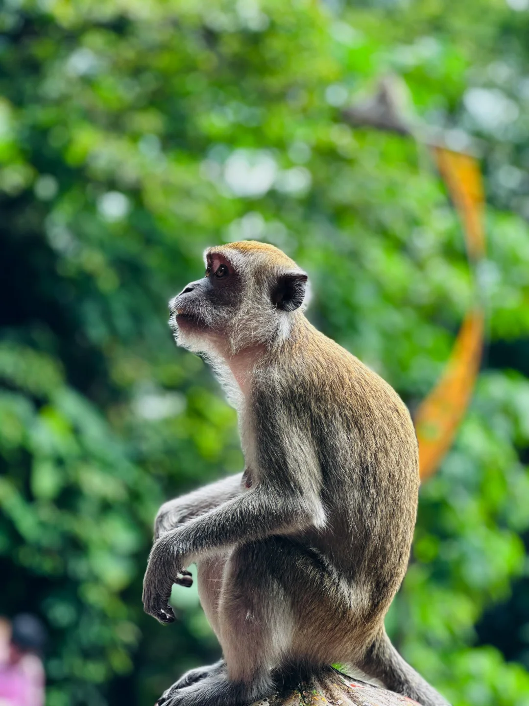 吉隆坡著名景点黑风洞值不值得来