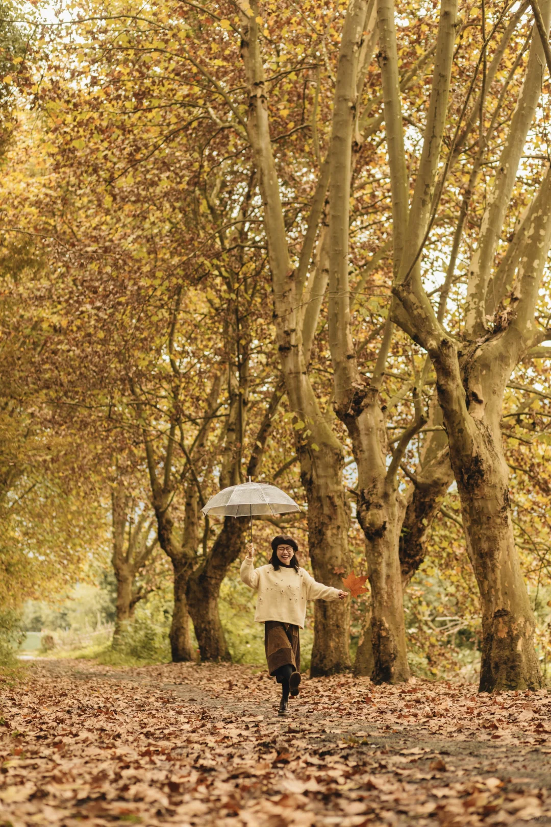成都｜这里的梧桐已到巅峰！人少📸巨出片