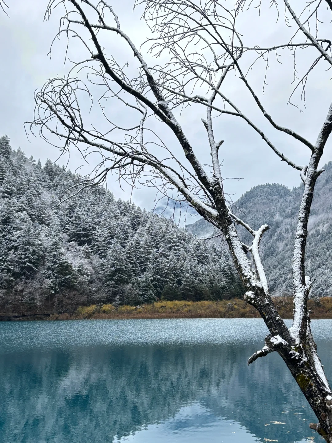 11.19九寨沟live图直出‼️邂逅了一场大雪❄️