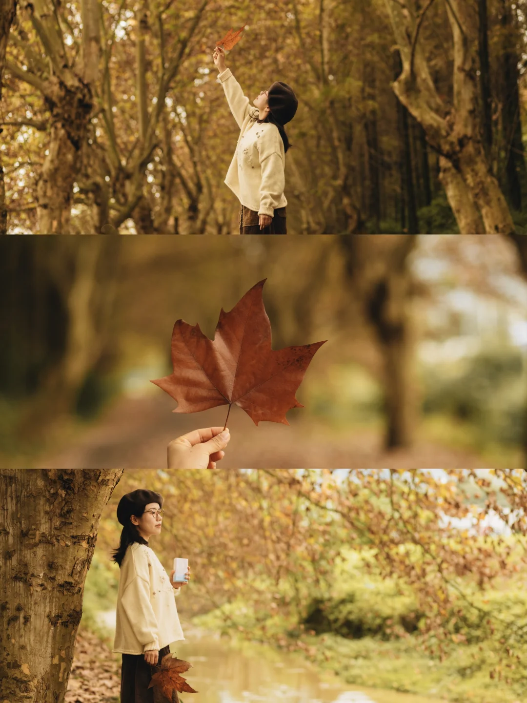 成都｜这里的梧桐已到巅峰！人少📸巨出片