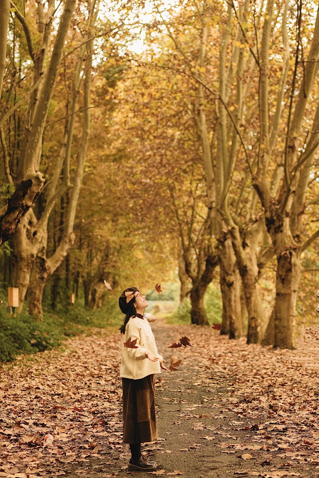 成都｜这里的梧桐已到巅峰！人少📸巨出片