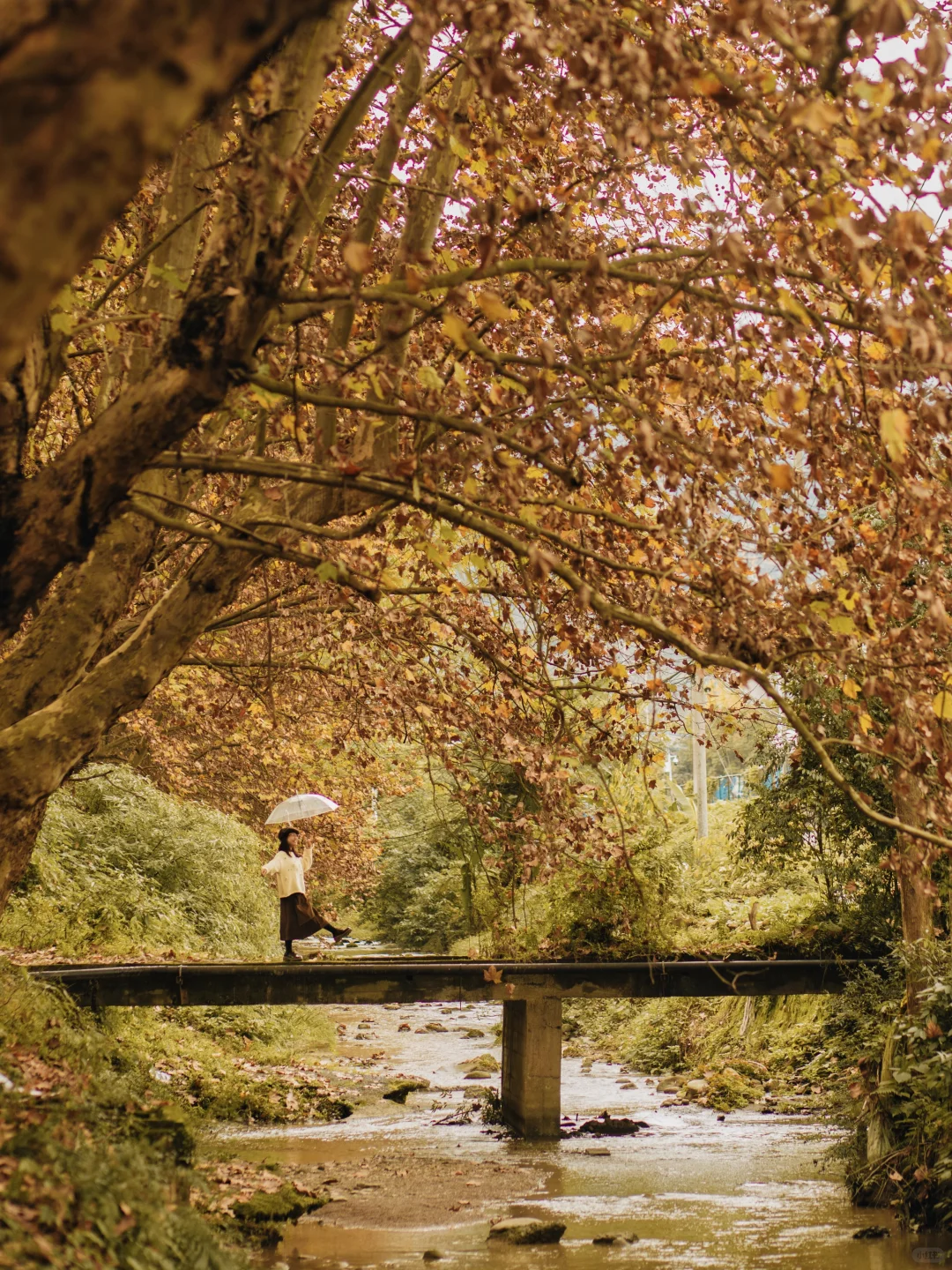 成都｜这里的梧桐已到巅峰！人少📸巨出片