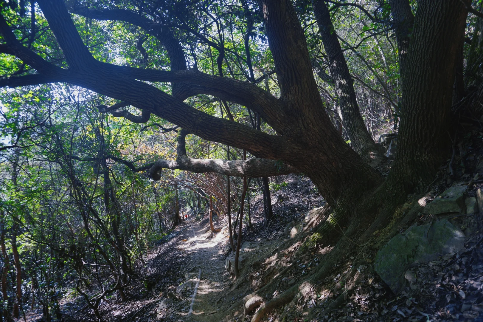 早起的人运气不会太差 看我在旺山拍到了啥