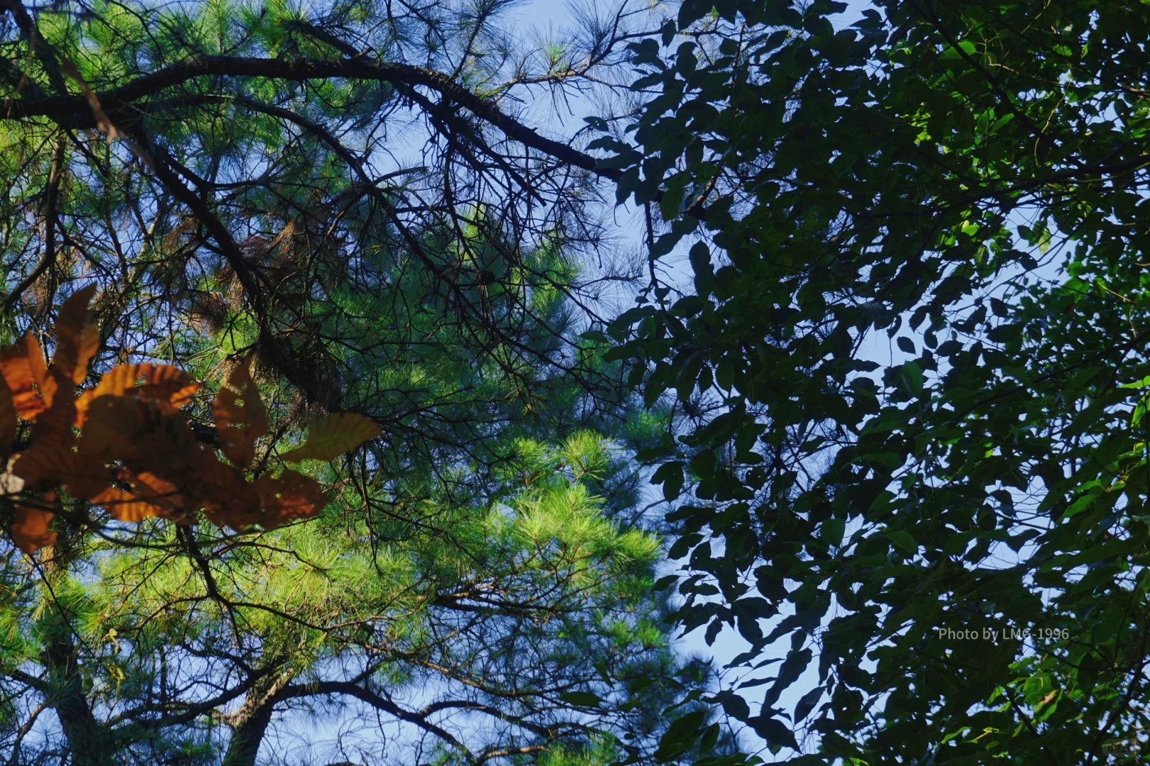早起的人运气不会太差 看我在旺山拍到了啥