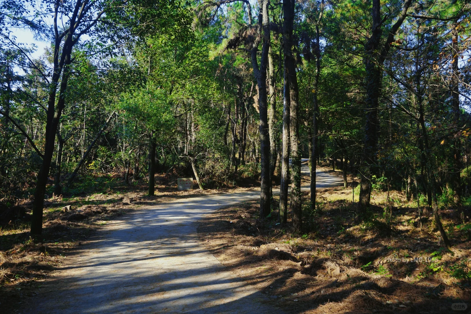早起的人运气不会太差 看我在旺山拍到了啥