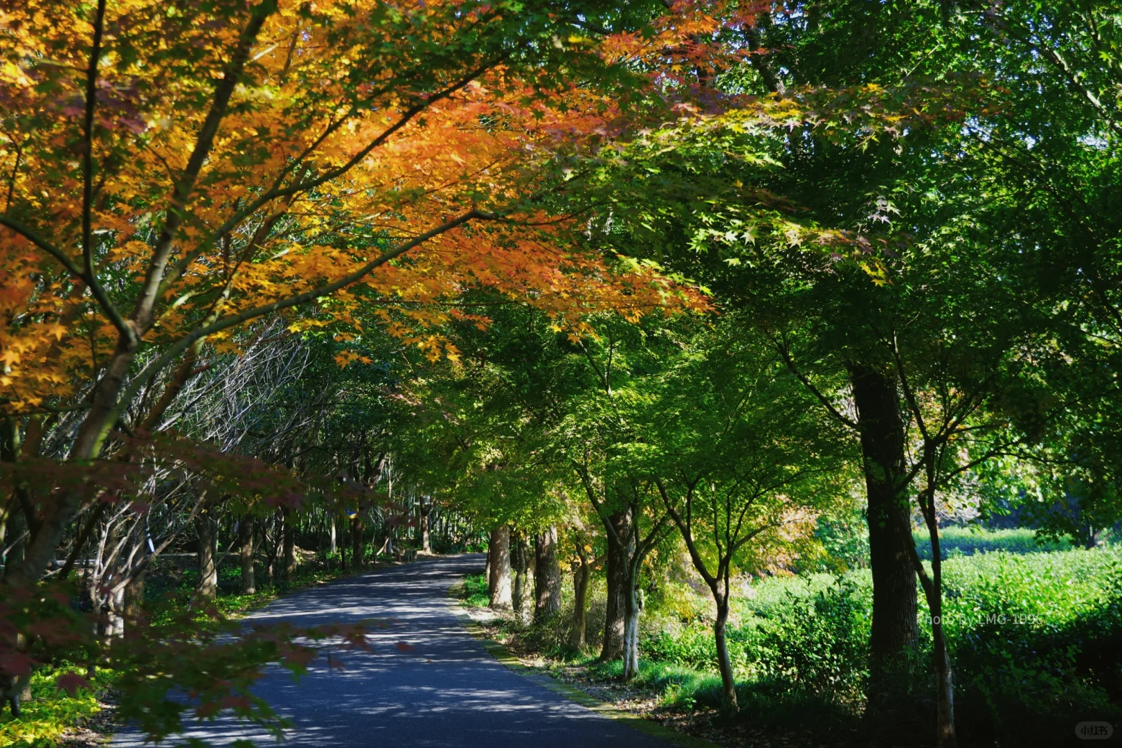 早起的人运气不会太差 看我在旺山拍到了啥