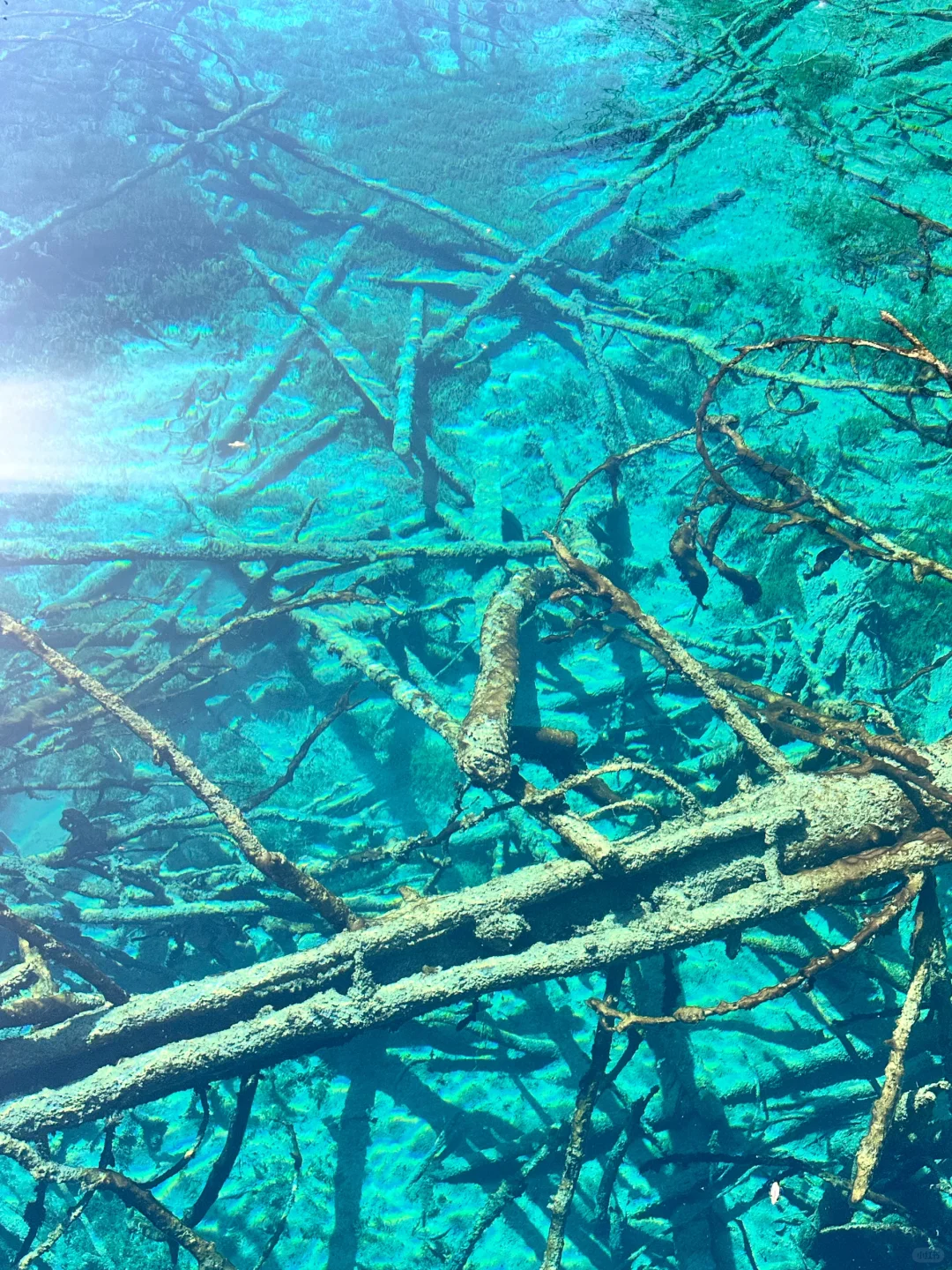12.5📍九寨沟下雪❄已踩坑 但劝不了一点...