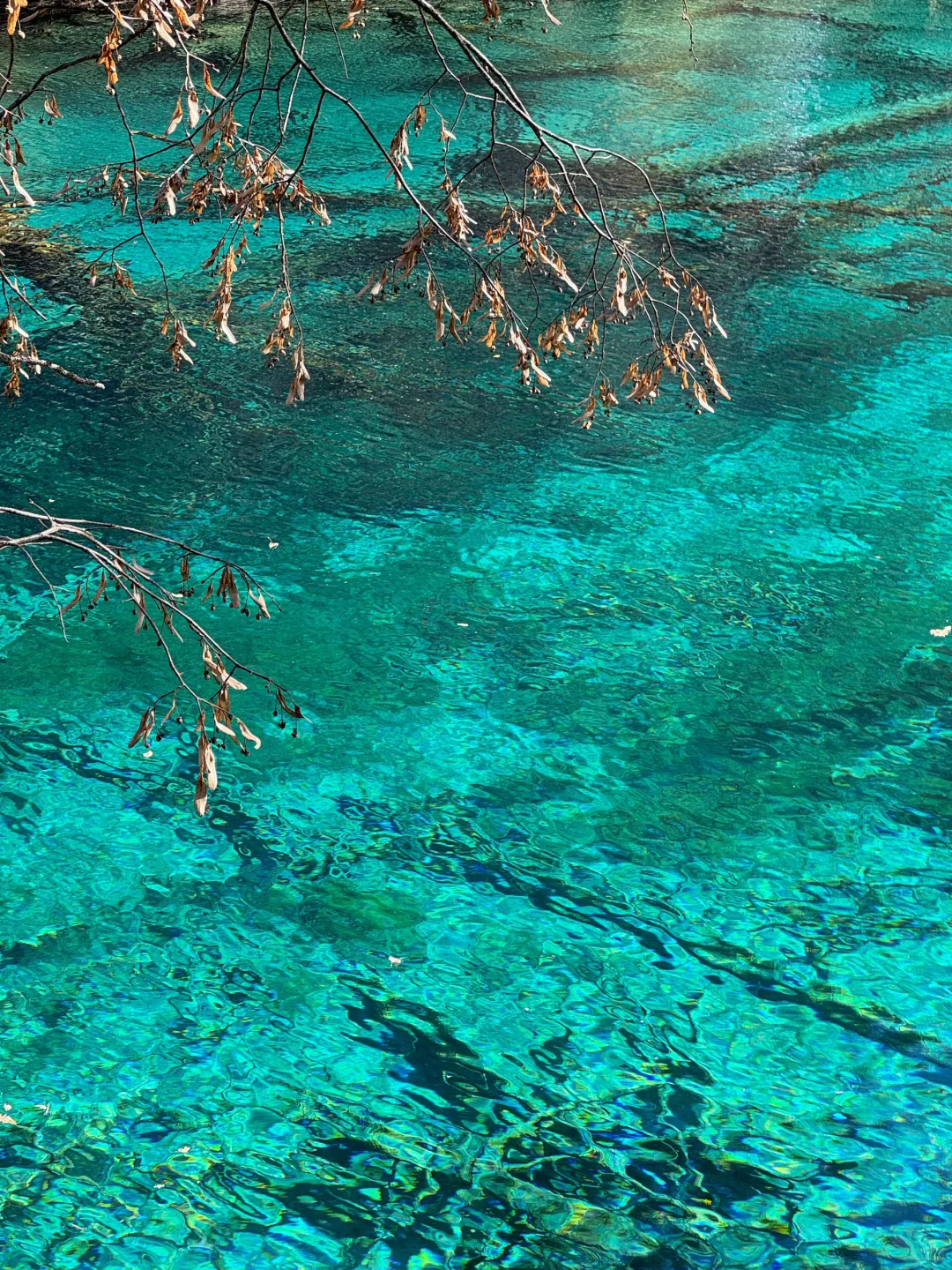 12.5📍九寨沟下雪❄已踩坑 但劝不了一点...